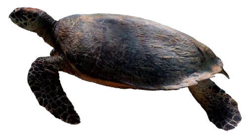 turtle